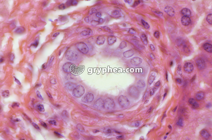 Canal hépatique x200 - gryphea.org